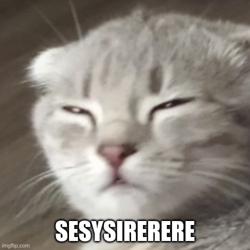 Sesysirerere | SESYSIRERERE | image tagged in sesysirerere,cat,cats,kotiubiiv | made w/ Imgflip meme maker
