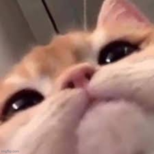 smug asf cat or shit idk im dumb | image tagged in smug asf cat or shit idk im dumb | made w/ Imgflip meme maker