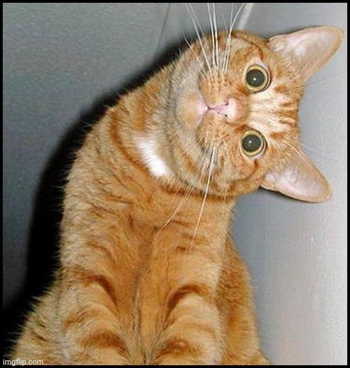 Catposting | image tagged in stupid cat | made w/ Imgflip meme maker
