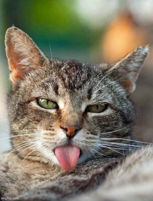 Bleh | image tagged in bleh | made w/ Imgflip meme maker