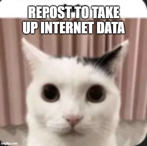 REPOST FOR THE FUNY | REPOST TO TAKE UP INTERNET DATA | image tagged in cat | made w/ Imgflip meme maker