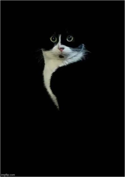 A Portrait Of A Cat | image tagged in cats,portrait | made w/ Imgflip meme maker
