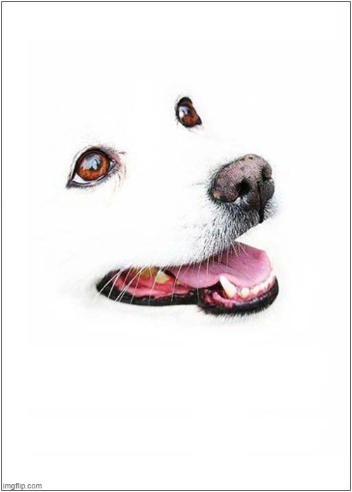 A Portriat Of A Dog | image tagged in dogs,portrait | made w/ Imgflip meme maker