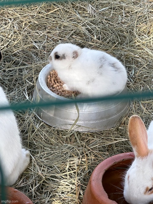 Bro is NOT all ears | image tagged in is he dumb,bunny,cute,funny,cunny | made w/ Imgflip meme maker