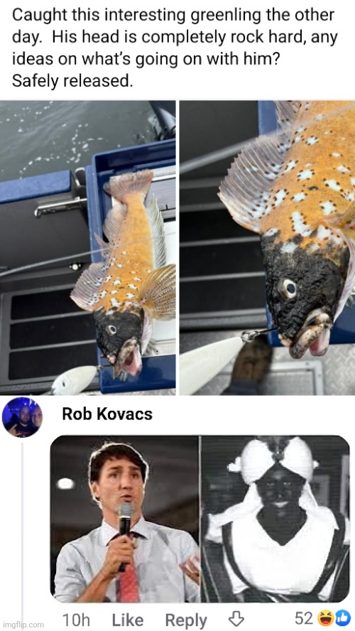 image tagged in meanwhile in canada,justin trudeau,fish,canada | made w/ Imgflip meme maker