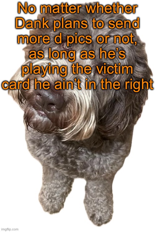 He’s hating on users who are rightfully calling him out | No matter whether Dank plans to send more d pics or not, as long as he’s playing the victim card he ain’t in the right | image tagged in norther's dog | made w/ Imgflip meme maker