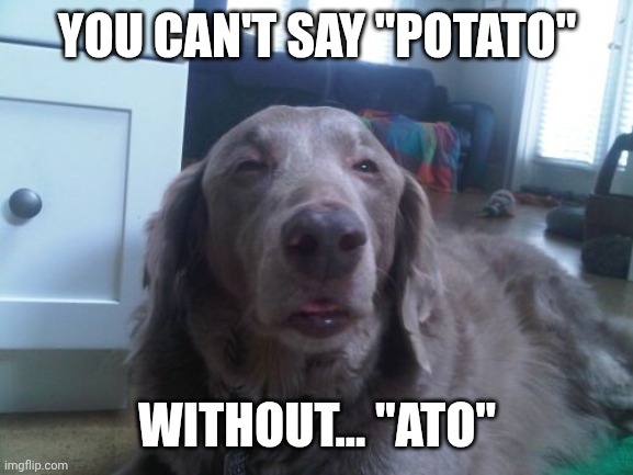 True stoned story | YOU CAN'T SAY "POTATO"; WITHOUT... "ATO" | image tagged in memes,high dog | made w/ Imgflip meme maker