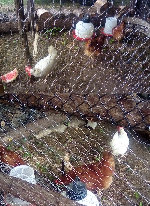 CHICKENS!!! | made w/ Imgflip meme maker
