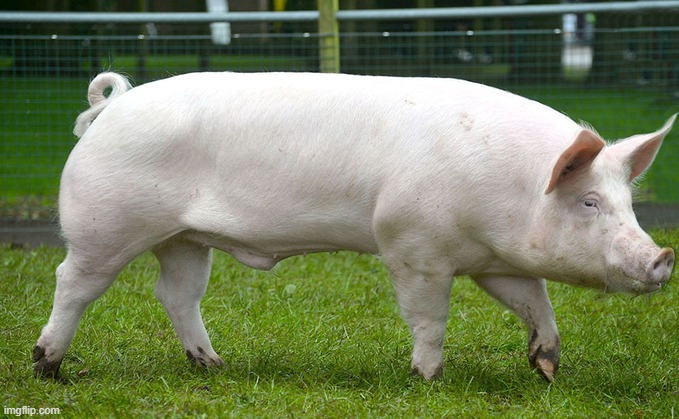 @TheHugePig | image tagged in thehugepig | made w/ Imgflip meme maker