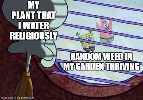 Dang Weed | MY PLANT THAT I WATER RELIGIOUSLY; RANDOM WEED IN MY GARDEN THRIVING | image tagged in squidward window | made w/ Imgflip meme maker