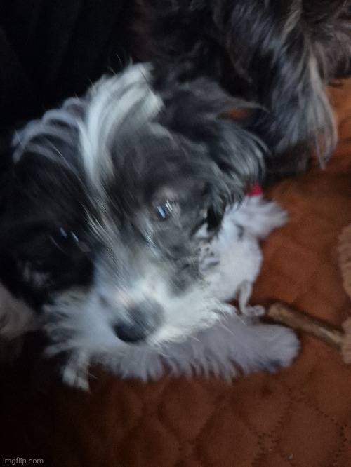 Meet Aivu! | image tagged in doh,dog,dof | made w/ Imgflip meme maker