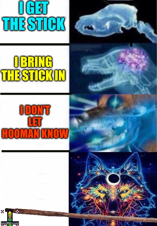 Dogs be like | I GET THE STICK; I BRING THE STICK IN; I DON’T LET HOOMAN KNOW | image tagged in dog brain expand | made w/ Imgflip meme maker