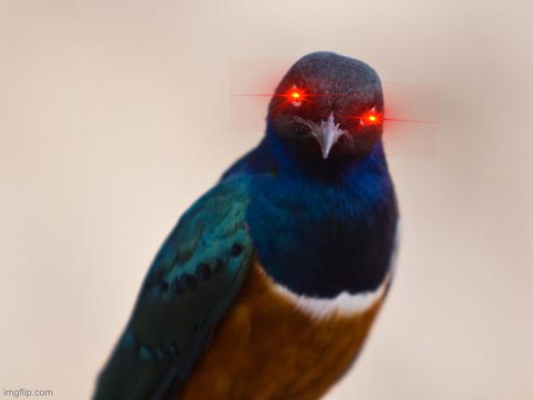 Template | image tagged in birds,evil,template | made w/ Imgflip meme maker