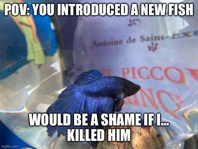 Prince’s Villan Arc | POV: YOU INTRODUCED A NEW FISH; WOULD BE A SHAME IF I…
KILLED HIM | image tagged in fish | made w/ Imgflip meme maker
