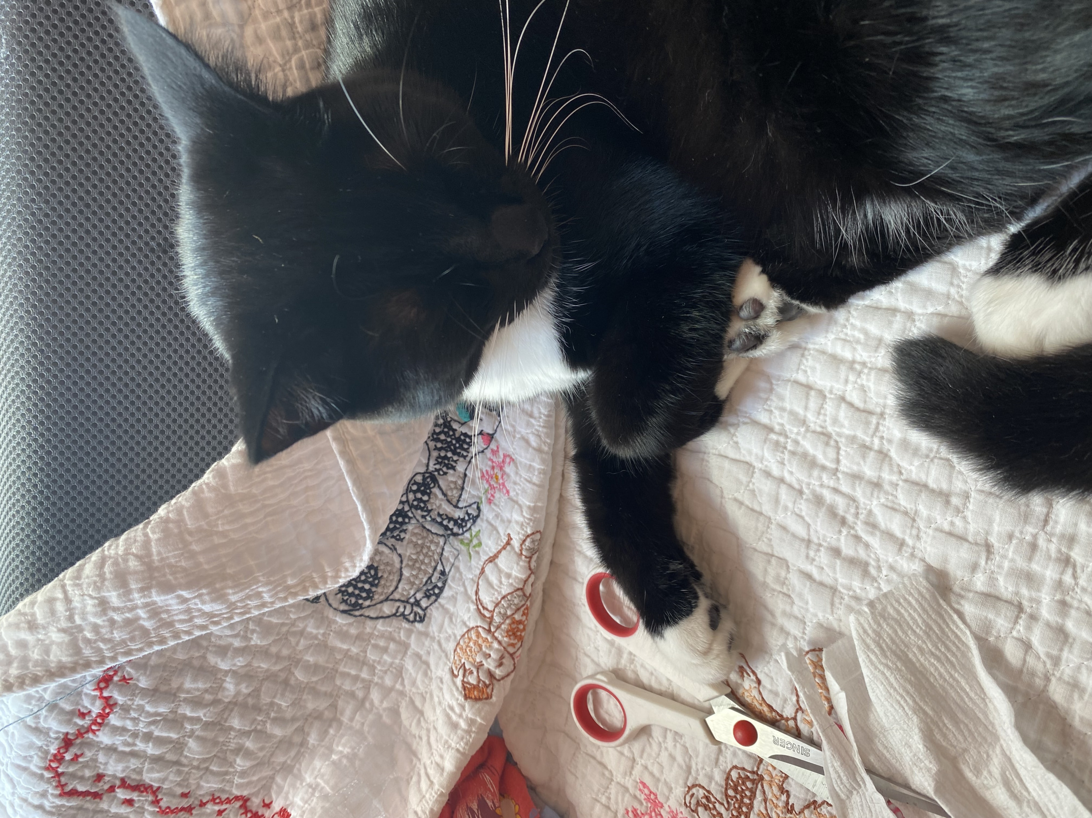 DONT LOOK AT ME KITTY MAKES A MASK Blank Meme Template