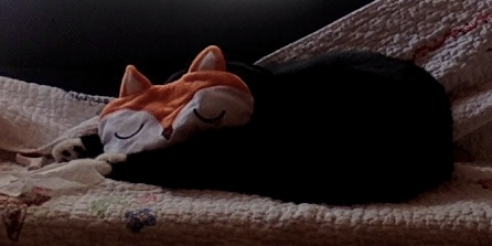 U CANNOT SEE DON'T LOOK AT ME KITTY Blank Meme Template