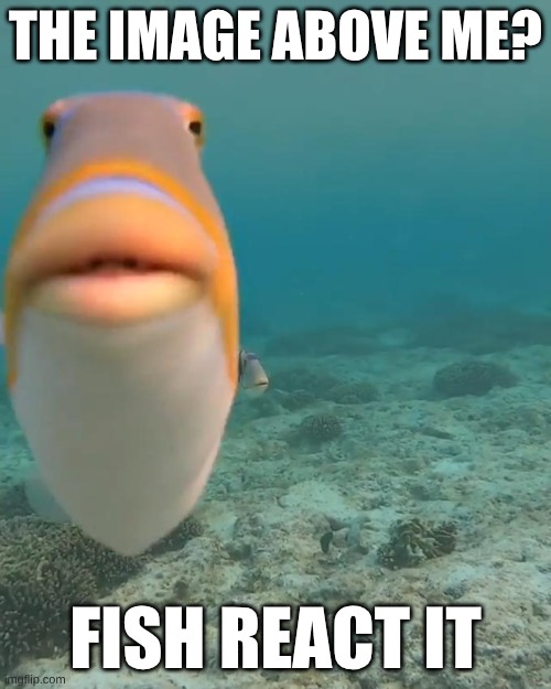 this fish image specifically | THE IMAGE ABOVE ME? FISH REACT IT | image tagged in staring fish | made w/ Imgflip meme maker