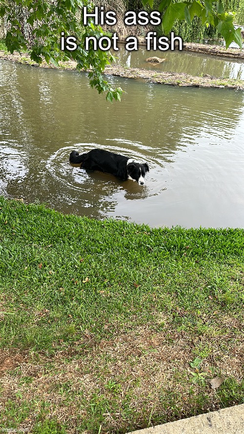 Dumbass | His ass is not a fish | image tagged in dumbass dog,memes,shitpost,why does bro thinks he a fish | made w/ Imgflip meme maker