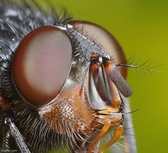 So do flies see the world in 200p | made w/ Imgflip meme maker
