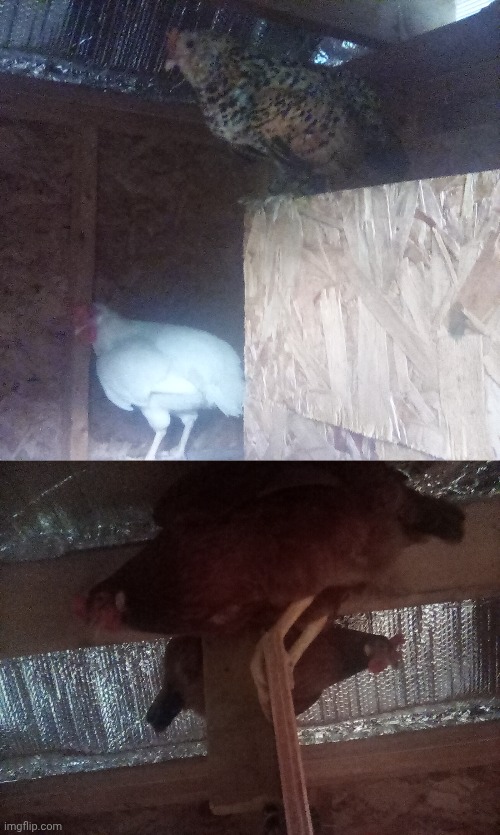 Gn chat, chickens | made w/ Imgflip meme maker