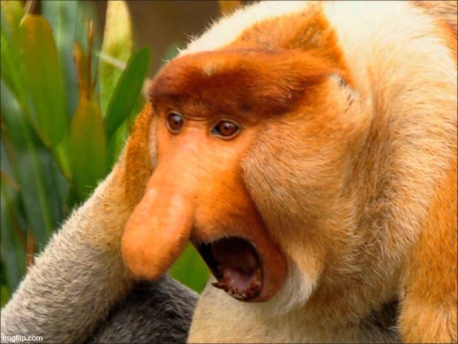 Big Nose Monkey Scream | image tagged in big nose monkey scream | made w/ Imgflip meme maker