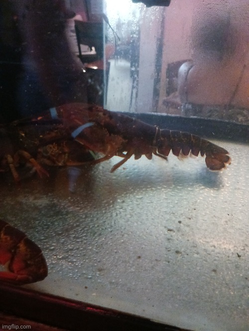 Lobter tamk at markte | made w/ Imgflip meme maker