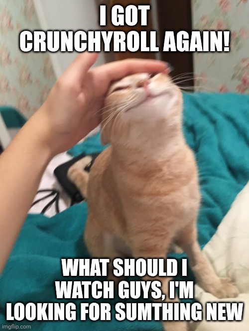 And nothing sus, PLEASE | I GOT CRUNCHYROLL AGAIN! WHAT SHOULD I WATCH GUYS, I'M LOOKING FOR SUMTHING NEW | image tagged in cat pat | made w/ Imgflip meme maker