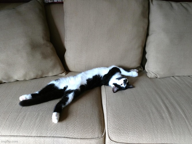 Mouse the Cat | image tagged in mouse the cat,cats,cat,kitty,kitten,sleepy | made w/ Imgflip meme maker