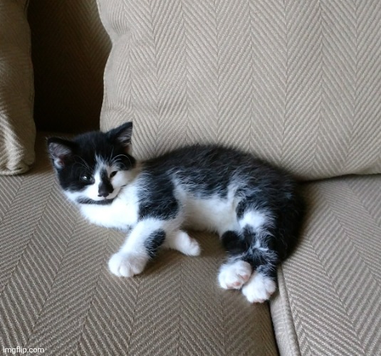 Mouse the Cat | image tagged in mouse the cat,kitten,kitty,cat,cute cat,memes | made w/ Imgflip meme maker