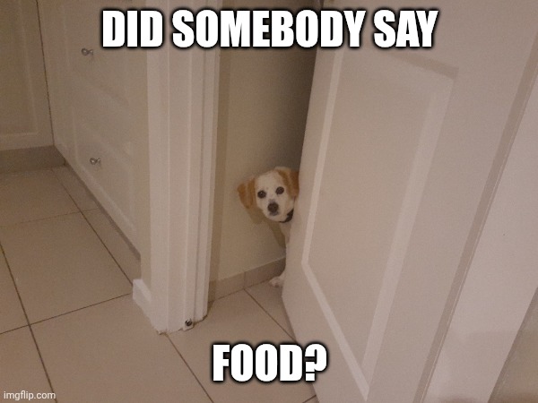 DID SOMEBODY SAY; FOOD? | image tagged in animal meme,funny memes,funny animals | made w/ Imgflip meme maker
