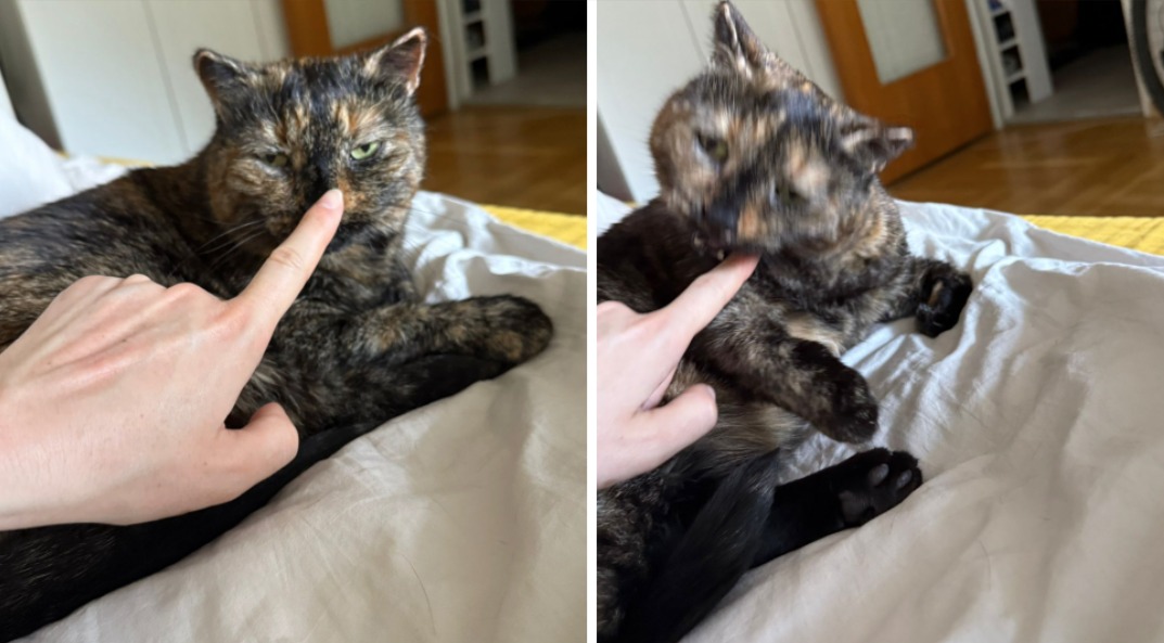 Boop cat Blank Meme Template