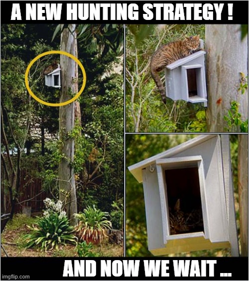 Come On Birds ! | A NEW HUNTING STRATEGY ! AND NOW WE WAIT ... | image tagged in cats,hunting,birds,patience | made w/ Imgflip meme maker