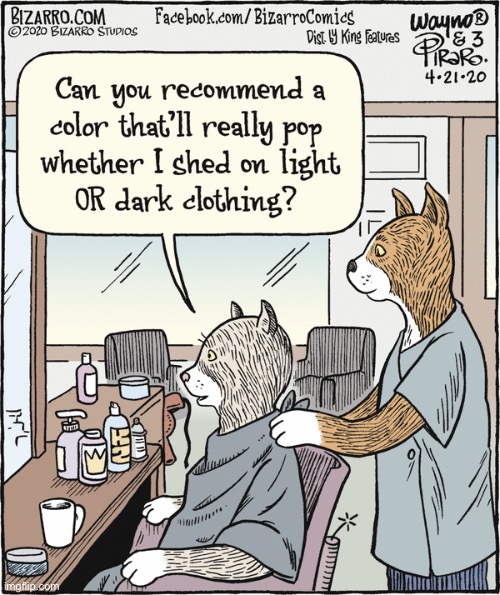 image tagged in cats,comics,bizarro comics,barber shop | made w/ Imgflip meme maker