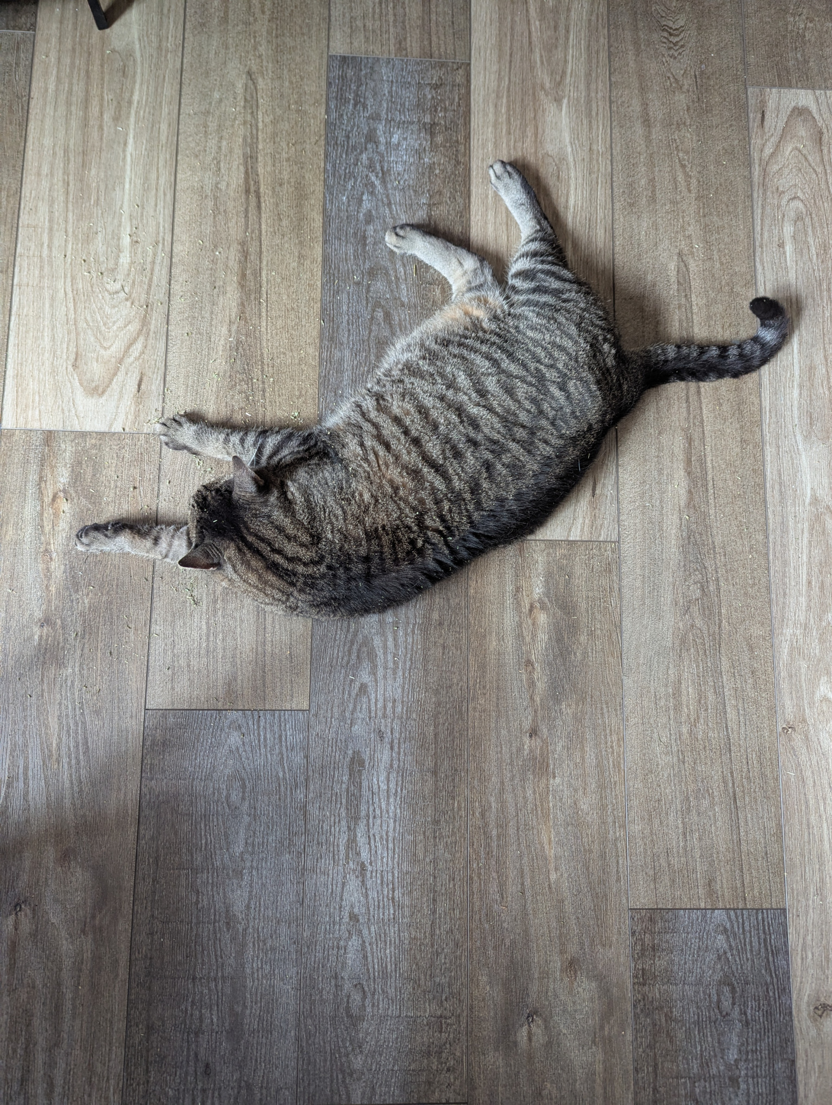 cat laying down Blank Meme Template