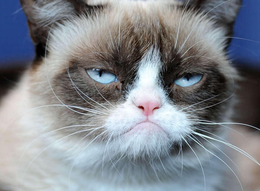 Grumpy cat Blank Meme Template