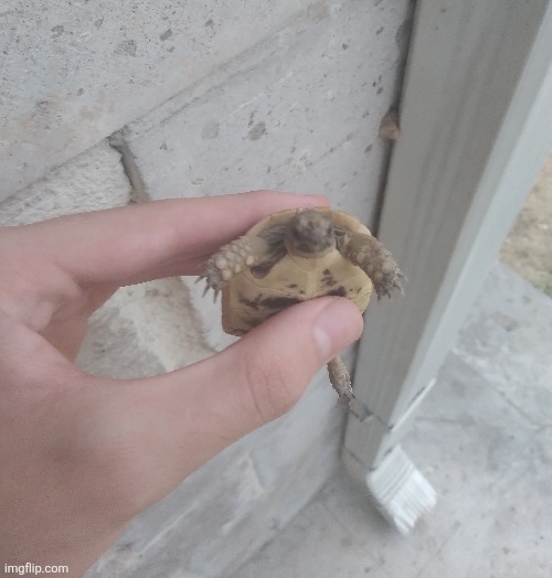 baby turtle I found | made w/ Imgflip meme maker