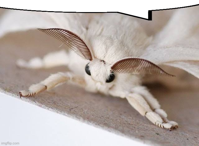 moth | image tagged in moth | made w/ Imgflip meme maker