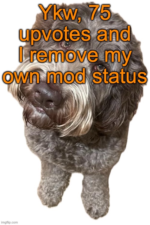 Yoshi said the mod thing is turning me into an Andrew clone. I wanna see if that's true. | Ykw, 75 upvotes and I remove my own mod status | image tagged in norther's dog | made w/ Imgflip meme maker