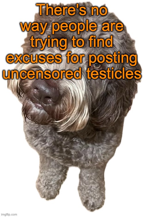 Norther's dog | There's no way people are trying to find excuses for posting uncensored testicles | image tagged in norther's dog | made w/ Imgflip meme maker