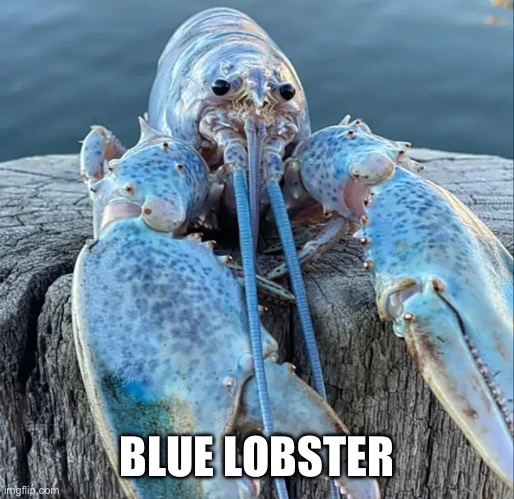 Heheheha | BLUE LOBSTER | image tagged in the blue lobster | made w/ Imgflip meme maker