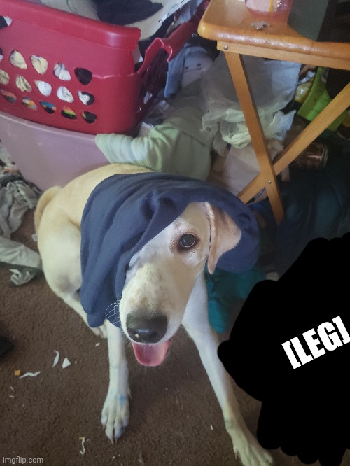 Because Tonight will be the night that I fall for you ahh dog | [LEG] | made w/ Imgflip meme maker