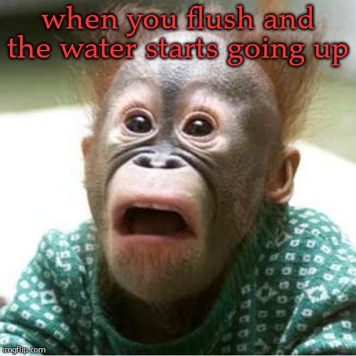 Scared monkey | when you flush and the water starts going up | image tagged in scared monkey | made w/ Imgflip meme maker