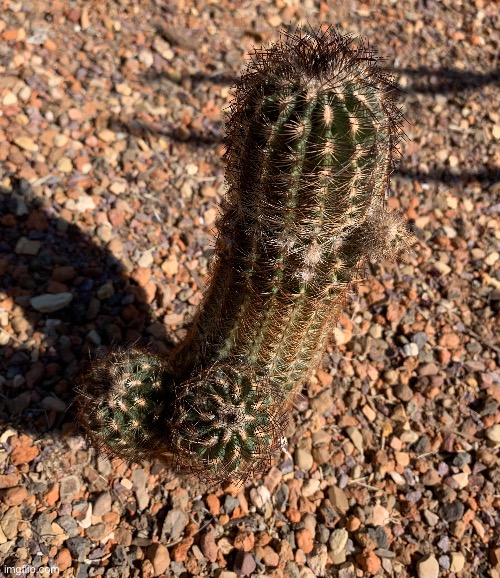 spiny | made w/ Imgflip meme maker