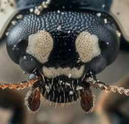 Bug Face Blank Meme Template
