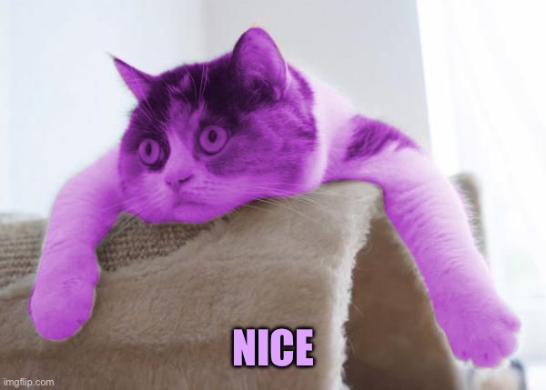RayCat Stare | NICE | image tagged in raycat stare | made w/ Imgflip meme maker