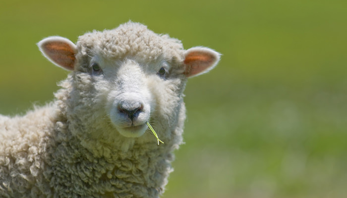 Sheep rizz Blank Meme Template