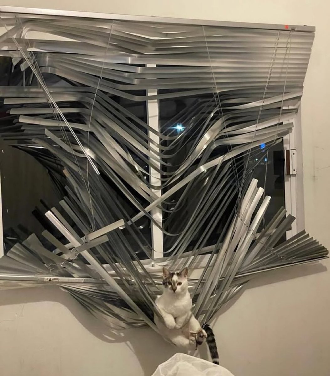 cat window blinds Blank Meme Template
