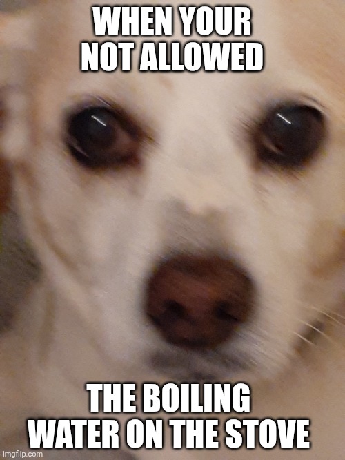 WHEN YOUR NOT ALLOWED; THE BOILING WATER ON THE STOVE | image tagged in cute dog,meme,dog memes,fun,beggar,hot water | made w/ Imgflip meme maker