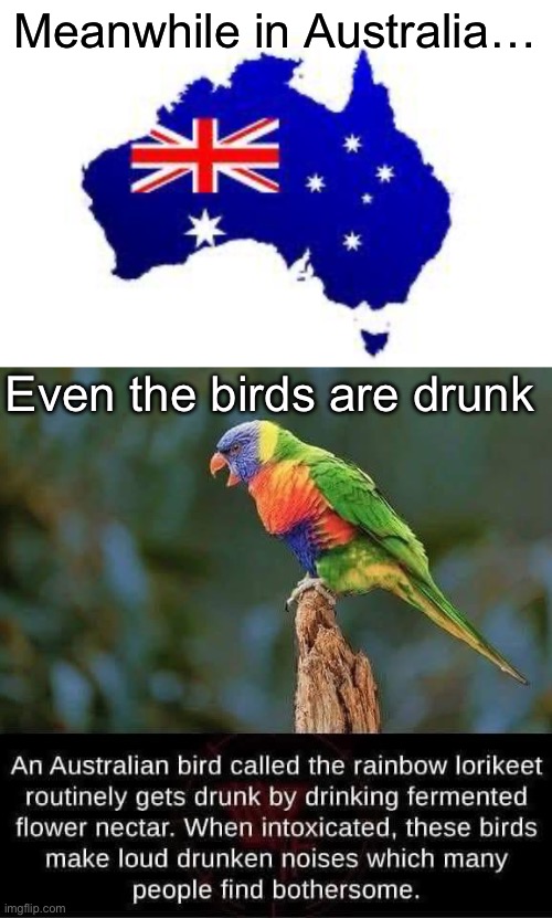 Drunk birbs | Meanwhile in Australia…; Even the birds are drunk | image tagged in australia,birb,birds,drunk,rainbow | made w/ Imgflip meme maker