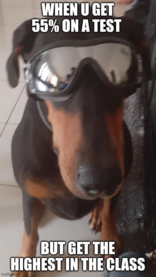 WHEN U GET 55% ON A TEST; BUT GET THE HIGHEST IN THE CLASS | image tagged in fun stream,dogs,cute dog,funny animals,memes,funny memes | made w/ Imgflip meme maker